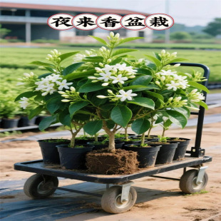 ҹ㻨ҹԻֲ҃ûҹ༾