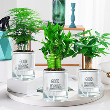 荷花竹观音富贵竹水培植物带根花卉绿植办公室内盆栽易活好养文竹