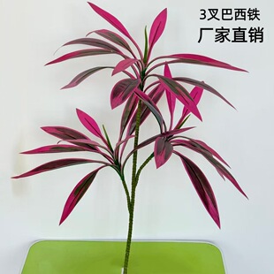 ����Gֲ3��ͼt�F����Ѫ���Rβ�F�Ƶ�ҾӼ٘��b����ֲ��羳