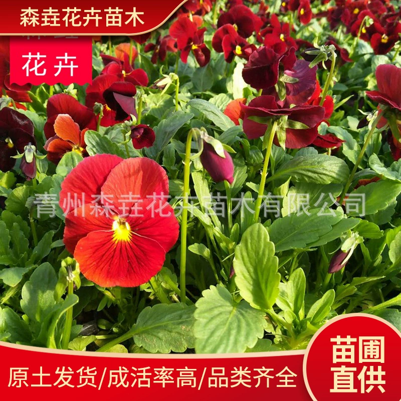 Панси в горшках, морозостойкие декоративные цветы для ландшафтного дизайна, оптовые рассада панси в стаканчиках из Шаньдуна