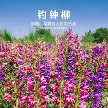 钓钟柳种子 吊钟柳花卉种子阳台草花种子耐寒景观花海花种子花子