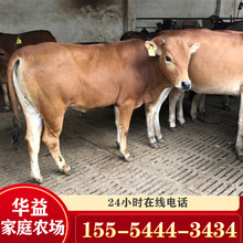 魯西黃牛小牛犢活的西門塔爾牛小黃牛育肥母牛技巧黃牛種山東價格