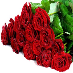 Rose Seeds Colorful Rose Flower Seeds Four Seasons Balcony Potted Mixed Color Flower Seeds Flower Plants
