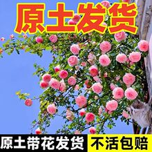 爬藤月季花苗四季开花庭院阳台盆栽花卉藤本大花浓香型植物蔷薇