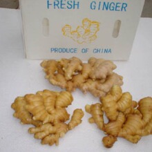 大量提供风干姜  长期供货 欢迎前来订购 价格优惠