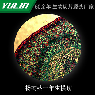 Yangshida One-year-old Cross-cut Microbial Microscope Biological Slice High School Teaching Experimental Instrument Scientific Research Slide