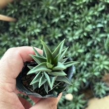 龙城多层组合多肉开花植物防某射办公室好养桌面绿植四季花卉盆栽