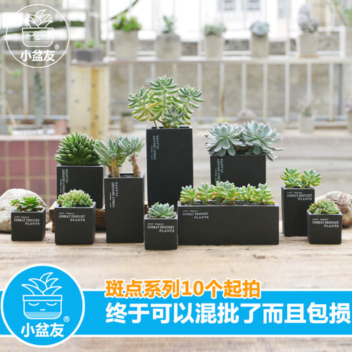 Creative succulent flower pots black spots breathable cement flower pots foam packaging simple desktop potted plants wholesale