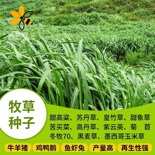 Four-Season Pasture Seeds, Rye Grass Seeds, Alfalfa, Mexican Corn Grass, Chicory, Chicken, Duck, Goose and Fish Grass Seeds