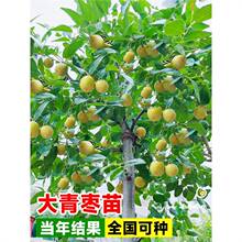 青枣苗树苗盆栽大冬枣果树苗嫁接活苗南北方庭院地栽种植四季结果