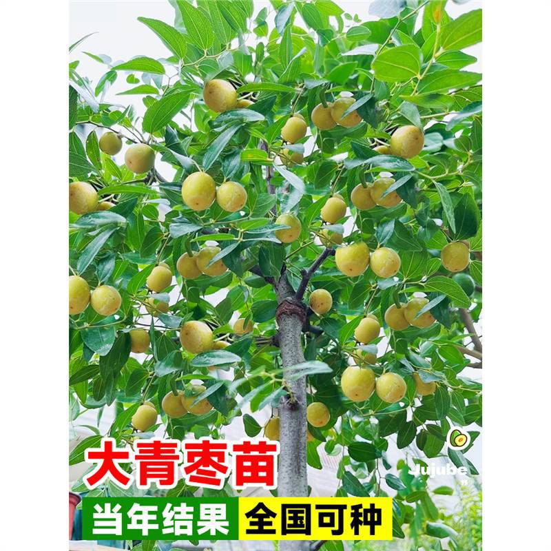 青枣苗树苗盆栽大冬枣果树苗嫁接活苗南北方庭院地栽种植四季结果