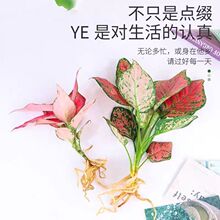 ˮ��ֲ���Ĳ���ˮ�B�lؔ��G�}�����҃Ȼ����k��������Gֲ����