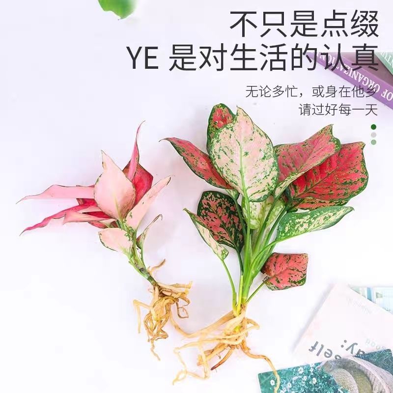 水培植物文昌竹水养发财树绿萝文竹室内花卉办公室桌面绿植盆栽