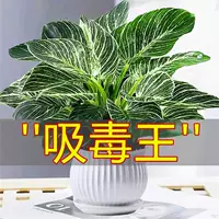Платиновый алмазный горшок для плюща, гидропонное зеленое растение для офиса, легко ухаживать за суккулентными цветами, подходящими для всех сезонов.