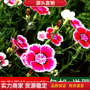 ���ۻ��ܷN���ʯ��N�ӳ���ʯ������ʯ��횰�ʯ��