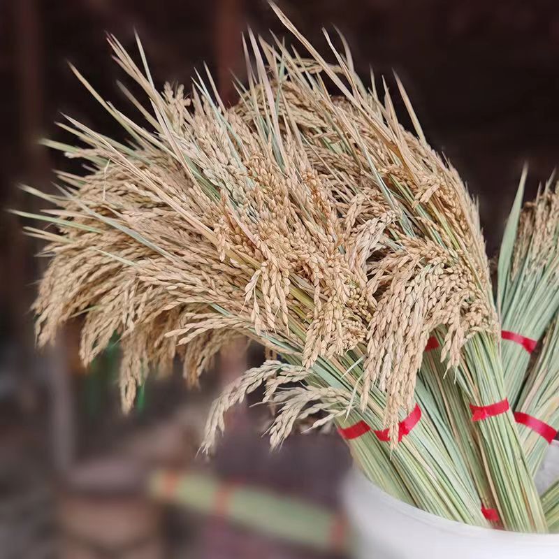 Rice Ear Dried Flowers Natural True Rice Dried Flowers Shooting Props Pastoral Decoration Ornaments Rice Flowers