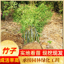 ľ l۾GɫֲС繤r gӭl