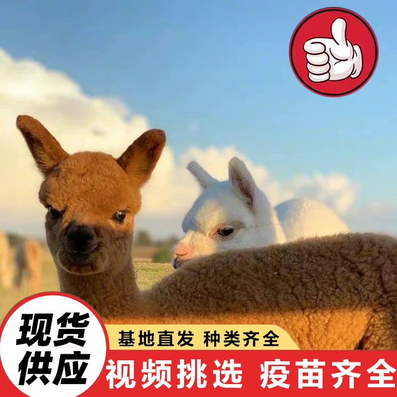 Живые домашние щенки альпаки на продажу, альпаки для досуга и развлечений, живые альпаки для живописных мест, садов и интерактивного общения.