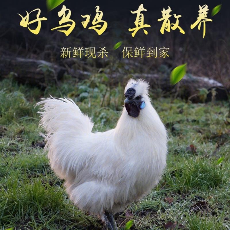 白凤乌鸡整只现杀公鸡农家散养黑骨鸡土鸡活鸡冷冻母鸡乌骨鸡