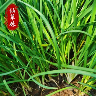 Purple Flower Potted Wild Garlic Flower Border Flowering Ornamental Plant Road Landscaping Project Seedling Ground Cover