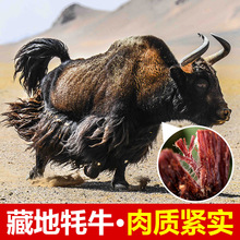西藏特产牦牛肉干手撕超风干高原牛肉干一斤装青海耗牛肉干
