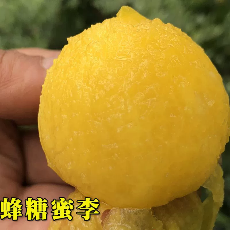 Очень большие саженцы сливы позднего созревания, пчелиная Патока, саженцы сливы, фруктовые деревья без ямы, посаженные на юге и севере, легко жить и противостоять холоду.