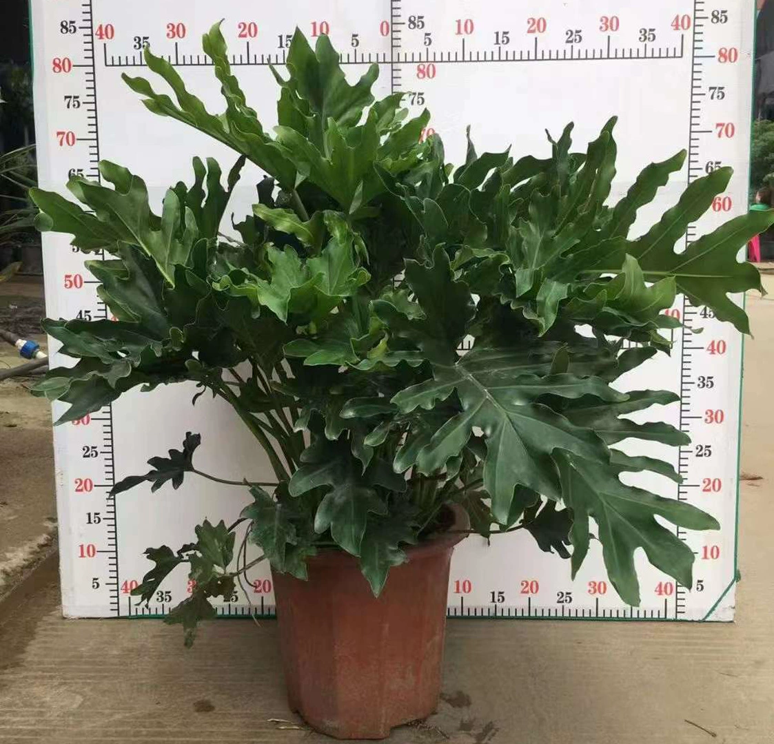 [Базовые прямые поставки] Уличные Лиственные растения Маленькие зеленые настенные цветы в горшках Специальные 300 высоких разноцветных весенних перьев