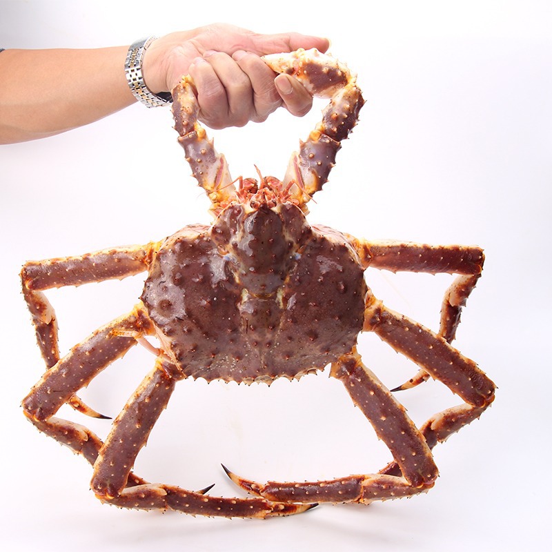 生冻帝王蟹俄罗斯阿拉斯加长脚蟹海蟹螃蟹酒店餐厅皇帝蟹一件代发
