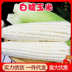 本物の白もちとうもろこし 4.5kg 箱香りもち白甘もちとうもろこし 10 卸売送料無料 5 若い穀物殻付きもちとうもろこし