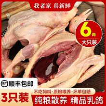 顺丰3只乳鸽鸽子肉煲汤新鲜现杀农家散养炖汤乳鸽2只