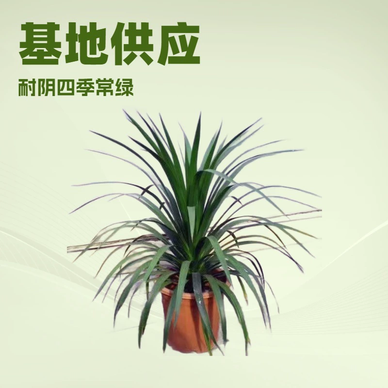 База большой запас листвы офис зеленый горшок Одного растения Кровь дракона горы морской пояс Cuilan