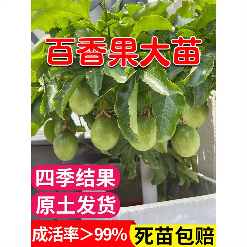 百香果树果苗盆栽树苗南方北方庭院黄金水果树种植苗四季结果好养
