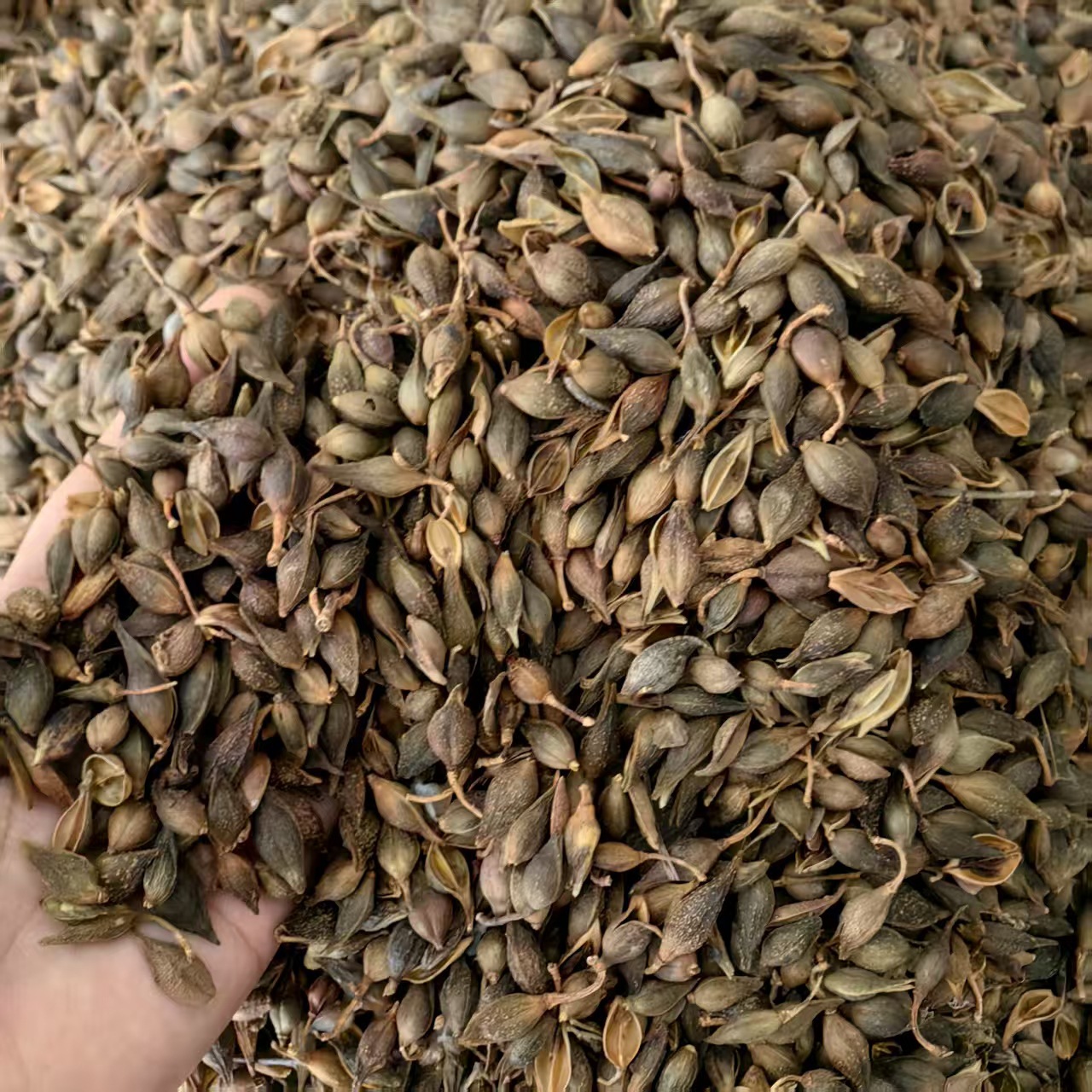 Forsythia Fruit Lian Qiao Dried Whole Herb Shanxi Origin 500g Traditional Herbal Decoction Ingredient in use
