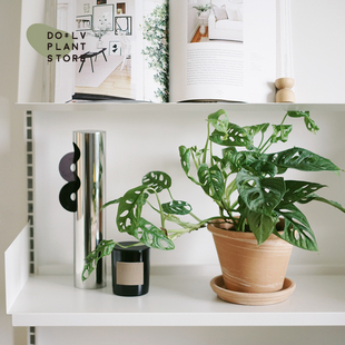 Dolv Bean Green Fairy Cave Turtle Back Taro Porous Monstera Cave Taro Scandinavian Home Climbing Green Plant Indoor Plant