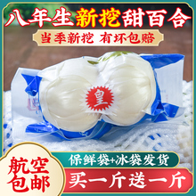 兰州百合新挖新鲜甜百合500g食用白合甘肃特产非干货特级生百合干
