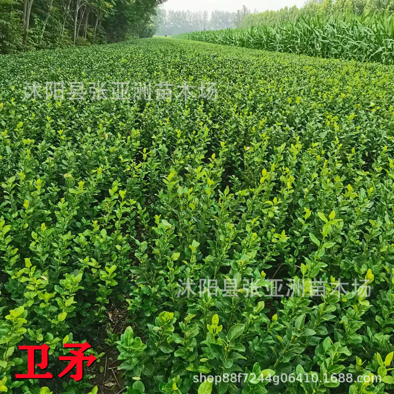 Оптовая продажа Euonymus