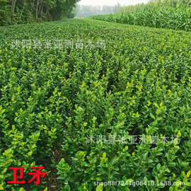 批发卫矛 胶东卫矛苗 四季常青 工程绿化苗木 规格齐全 量大优惠