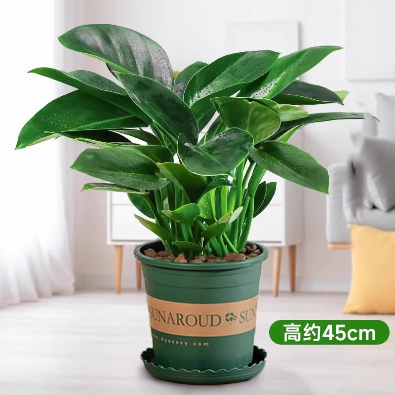 높이 약 45cm의 대형 골드 다이아몬드 3개 + 갤런 포트 + 영양액