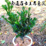 罗汉松树苗 南通雀舌罗汉松小苗 四季常青小米叶黑珍珠办公室盆景