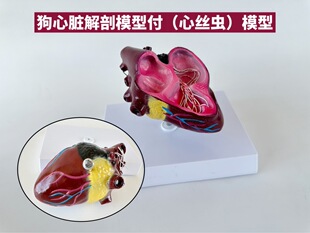 Dog heart model pathological viscera dog viscera dog heart animal viscera heartworm demonstration animal model