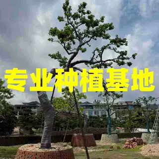 浙江斜飘龙爪铁冬青 福建造型红果冬青价格 别墅庭院铁冬青批发