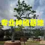 福建浙江庭院造型铁冬青