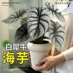 ��Ϭţ���󱱚Wins�L�W�t�Ꭷֲ���҃��k����������˾GֲС����