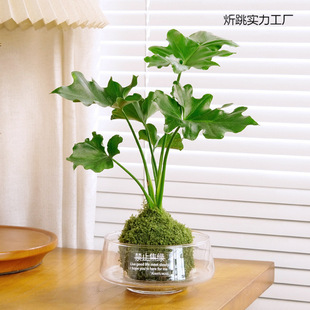 ˮ���҃�ֲ����B����lؔ����������k���҃����׻�С�;Gֲ����