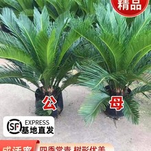 铁树盆栽小树苗开花公母一对客厅室内好养植物大门口大型盆景绿植