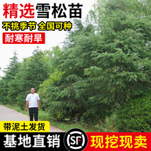 ѩɘļͺͺؘGľLѩе䌚