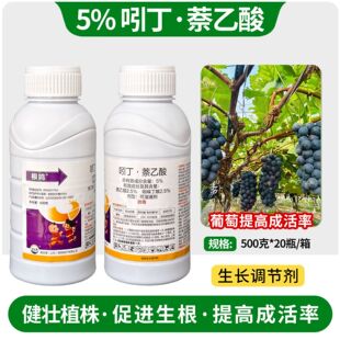���Q5%�Ŷ�����������Һֲ�����L�{����Ǥ���ľ������������500g
