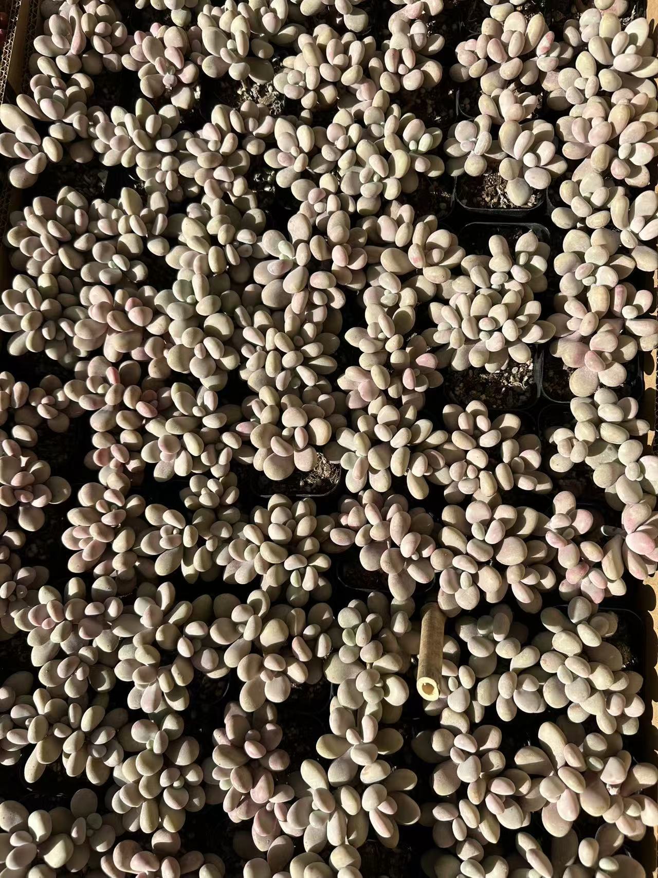 微信图片_20241214225121