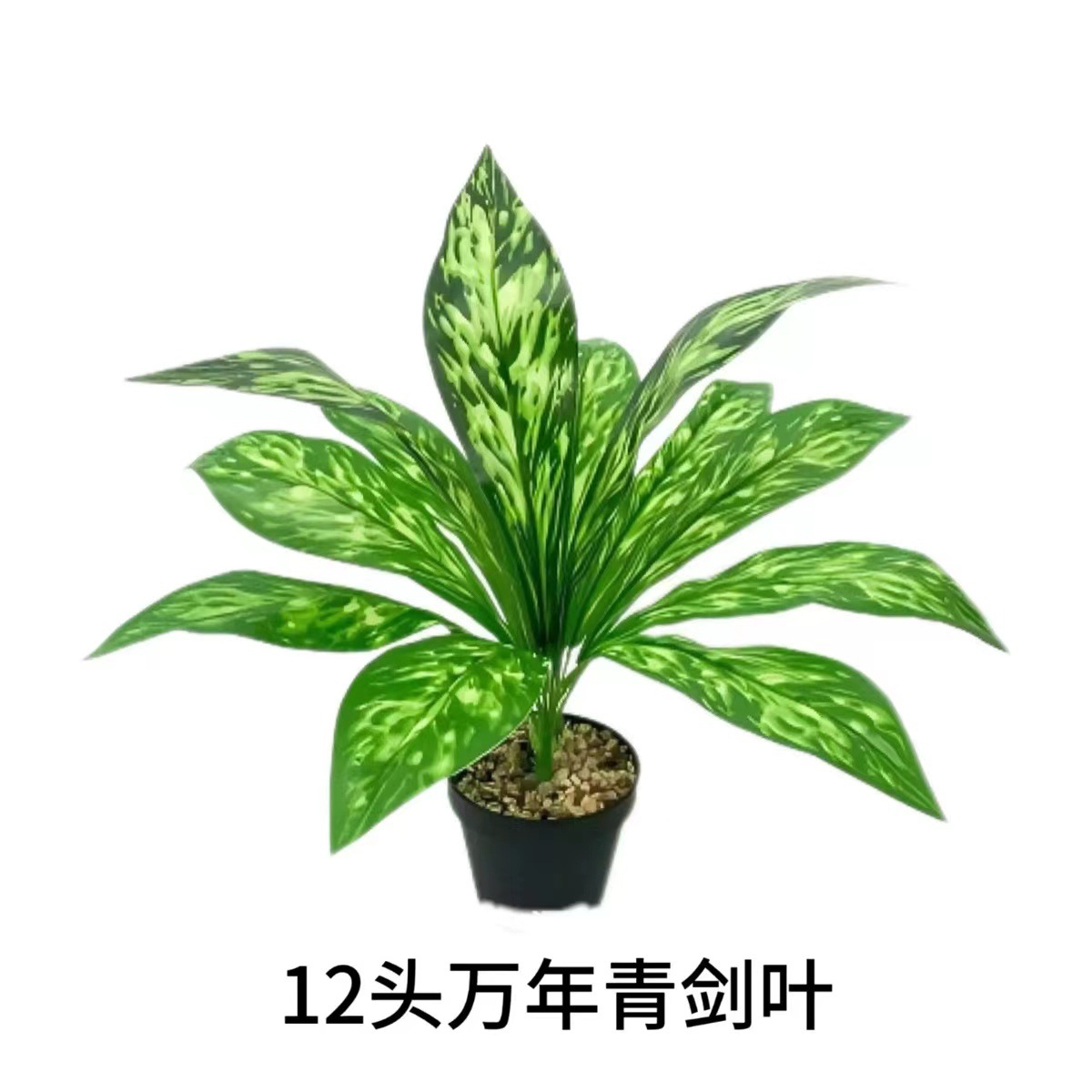 디펜바키아 칼날 잎 12개(화분은 포함되지 않음)
