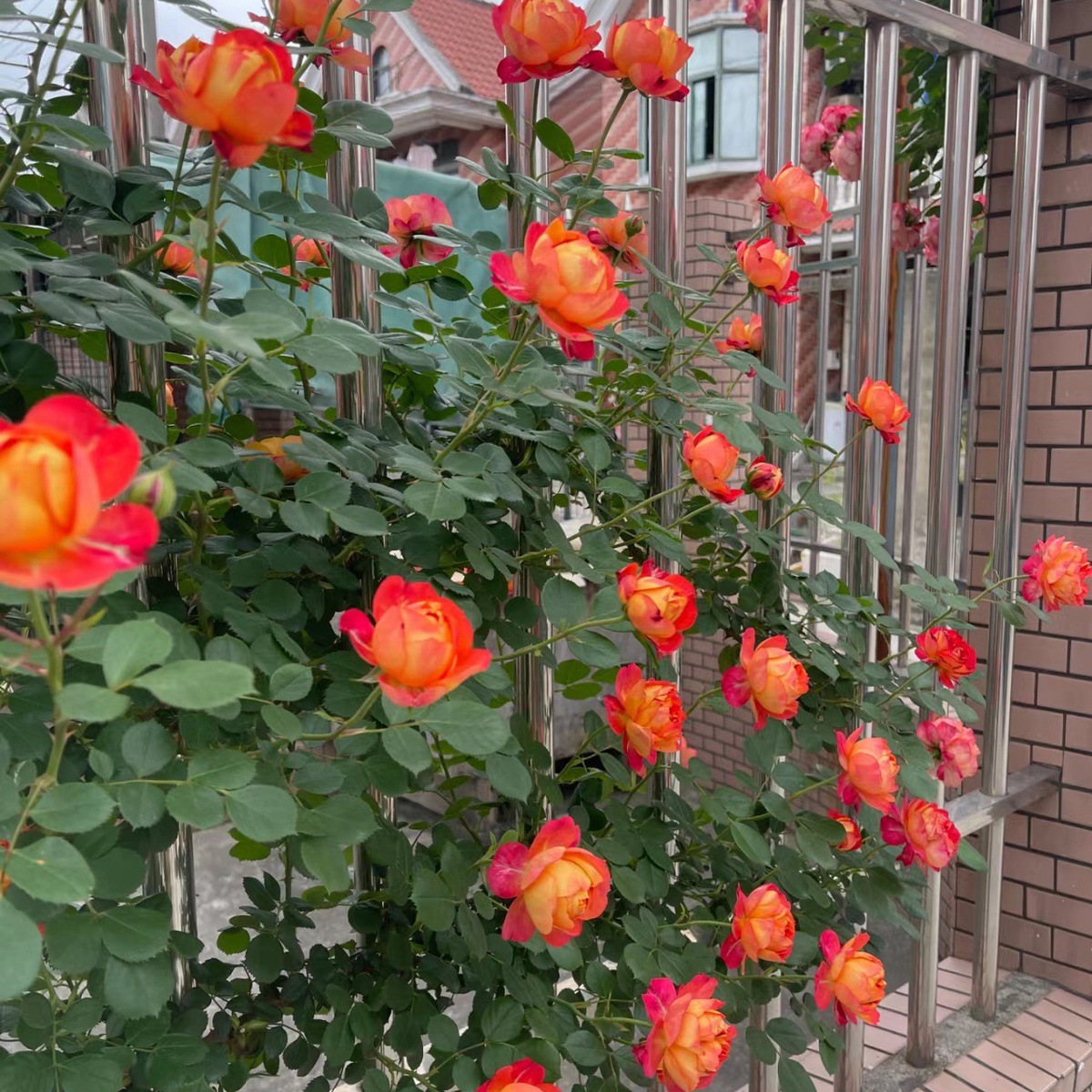 덩굴아기 [덩굴꽃과 은은한 향기] 작은 묘목